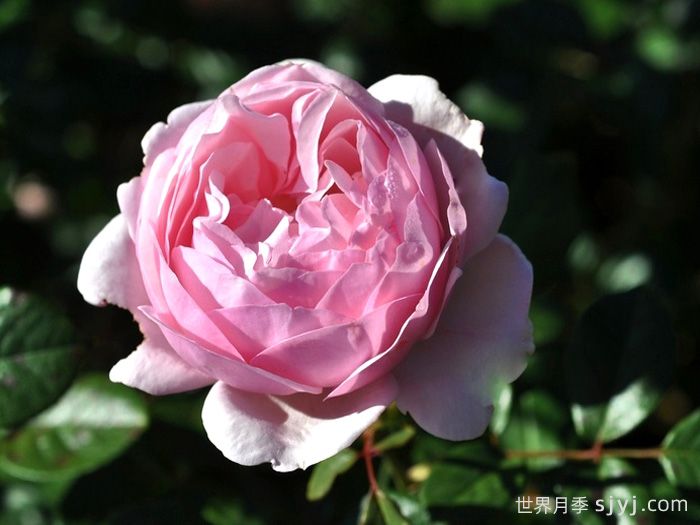 圣埃泽布嘉月季/圣伊莎伯格St.Ethelburga(图2)