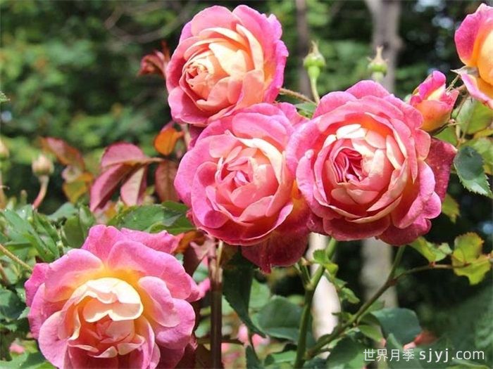 圣科斯梅修道院月季Prieure de St Cosme(图2)