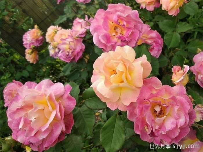 圣科斯梅修道院月季Prieure de St Cosme(图3)