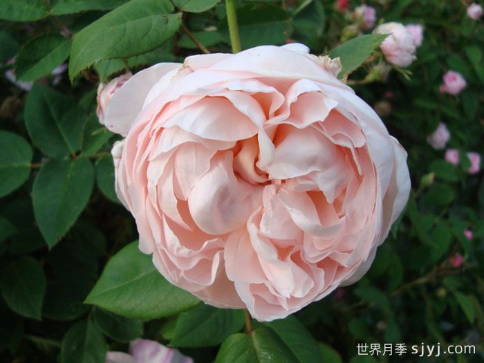 圣塞西莉亚月季/圣赛西利亚Saint Cecilia(图3)