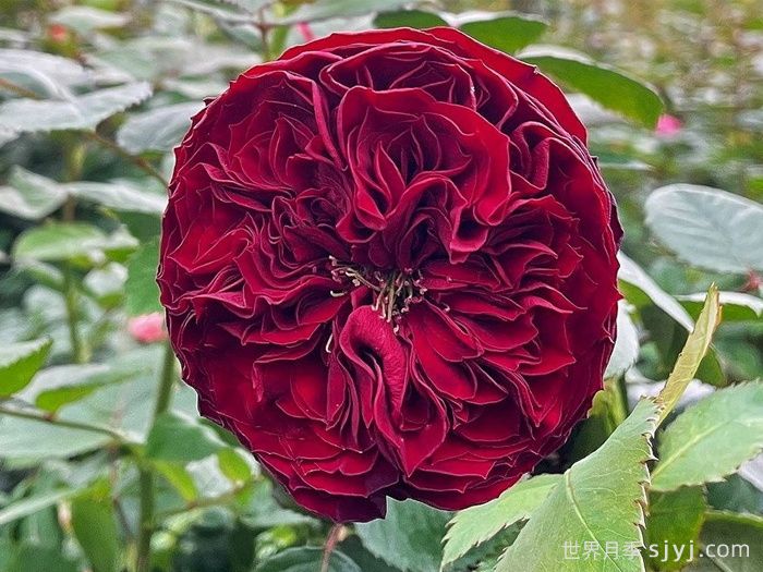 盛大庆典月季/千禧年月季Grand Jubilee(图1)