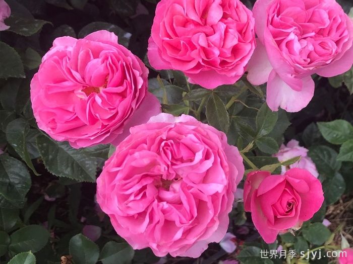 盛装打扮月季/精心装扮All Dressed Up(图1)