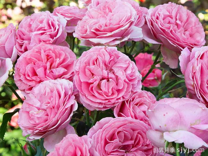 盛装打扮月季/精心装扮All Dressed Up(图2)