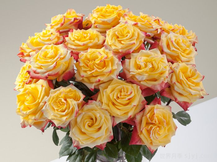 失地之火月季/焰火玫瑰High Yellow Flame(图1)