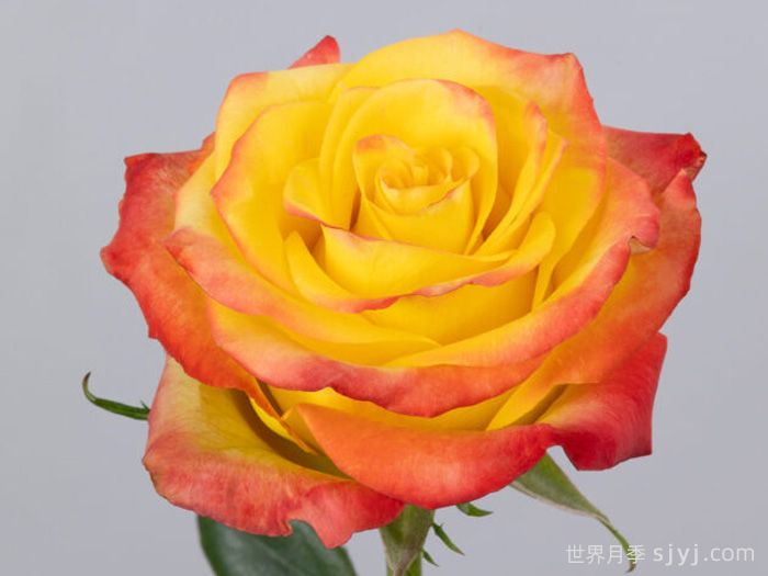 失地之火月季/焰火玫瑰High Yellow Flame(图2)