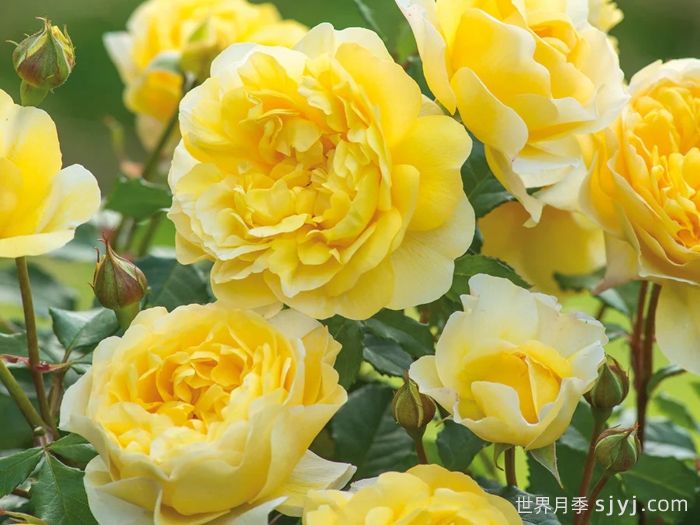 诗人的妻子月季The Poets Wife(图2)