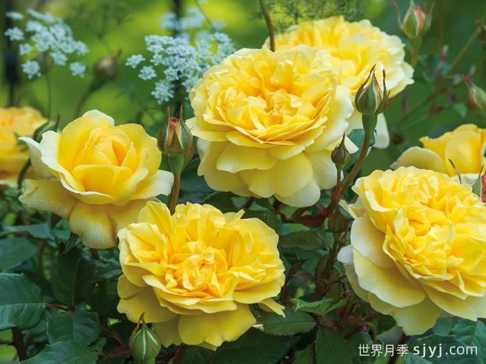 诗人的妻子月季The Poets Wife(图3)