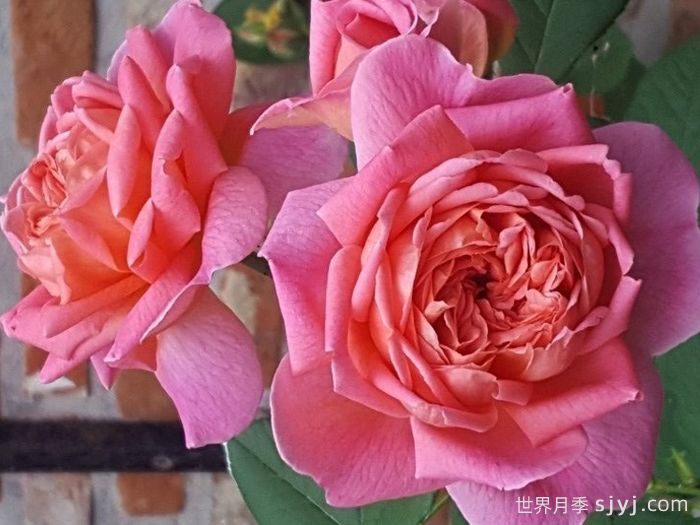 狮子慈善月季Lions Charity(图2)