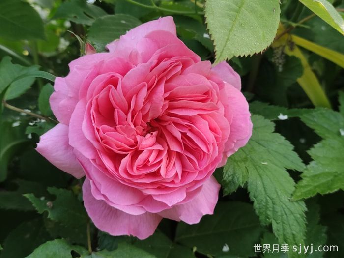 狮子慈善月季Lions Charity(图1)