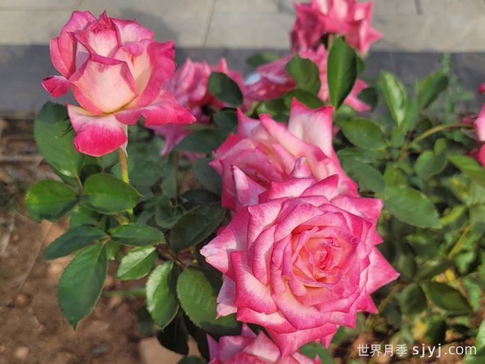 十全十美月季/科德斯完美Kordes Perfecta(图3)