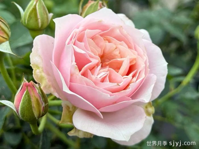 世霸月季/音工坊月季Sonus Faber(图2)