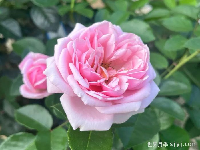 世霸月季/音工坊月季Sonus Faber(图3)