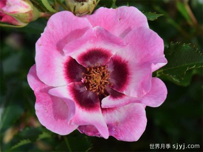 时尚巴比伦眼睛月季Trendy Babylon Eyes(图1)