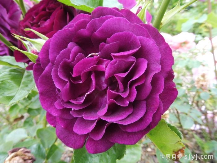 暮色区域月季/阴阳魔界月季Twilight Zone(图1)