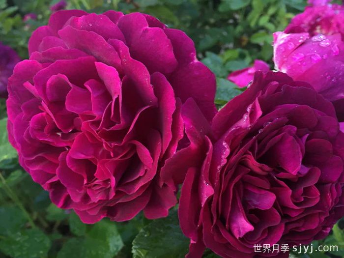 暮色区域月季/阴阳魔界月季Twilight Zone(图2)