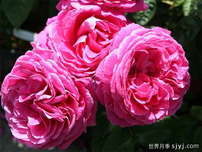 娜奥米月季/糯米/内奥米Naomi Renaissance(图3)