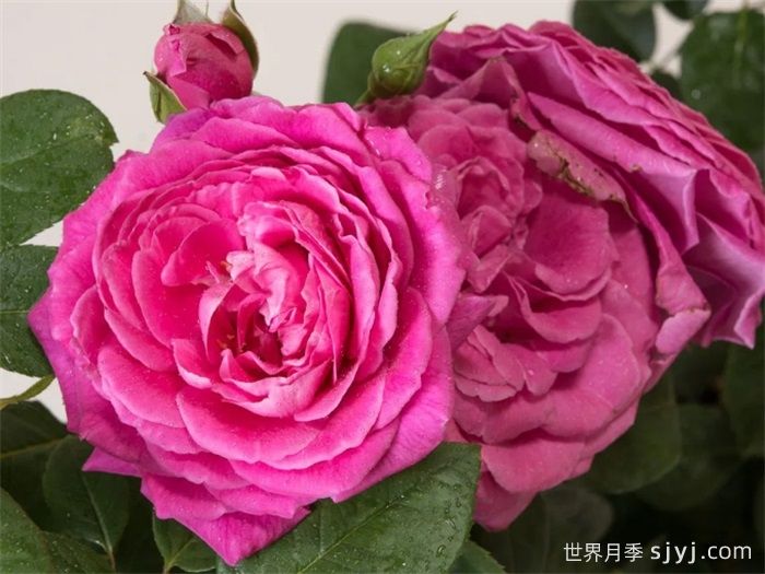 娜奥米月季/糯米/内奥米Naomi Renaissance(图4)