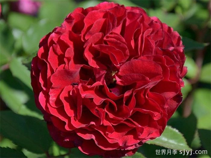 娜迪亚月季/纳迪亚Naodia Renaissance(图1)