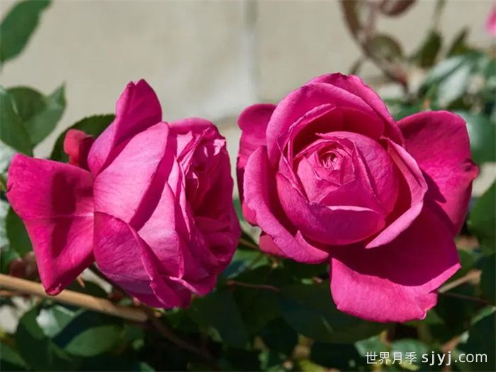 娜塔莉月季Natalie Renaissance(图2)