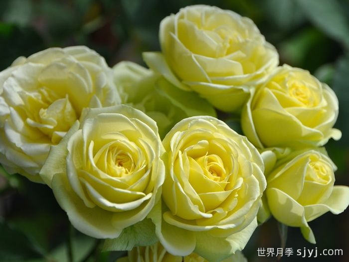 奶油龙沙这种微型月季应该如何修剪？(图1)