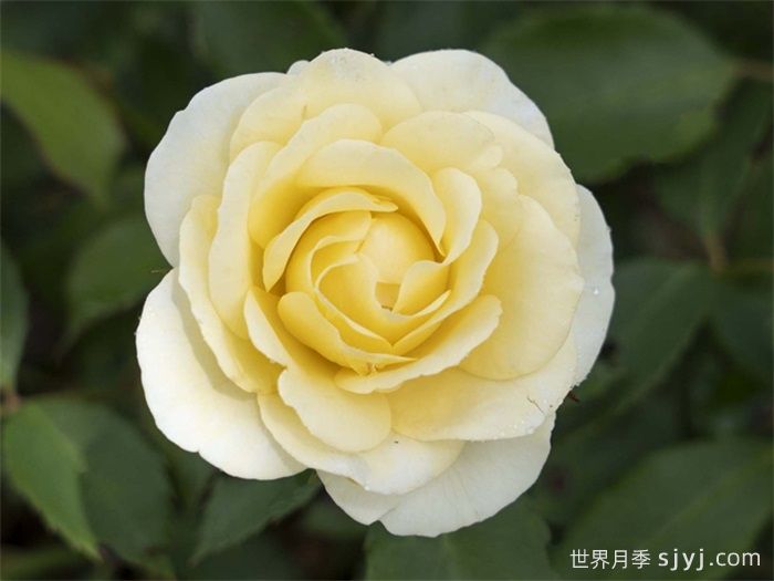 奶油漂流月季/黄油漂流Buttercream Drift(图1)