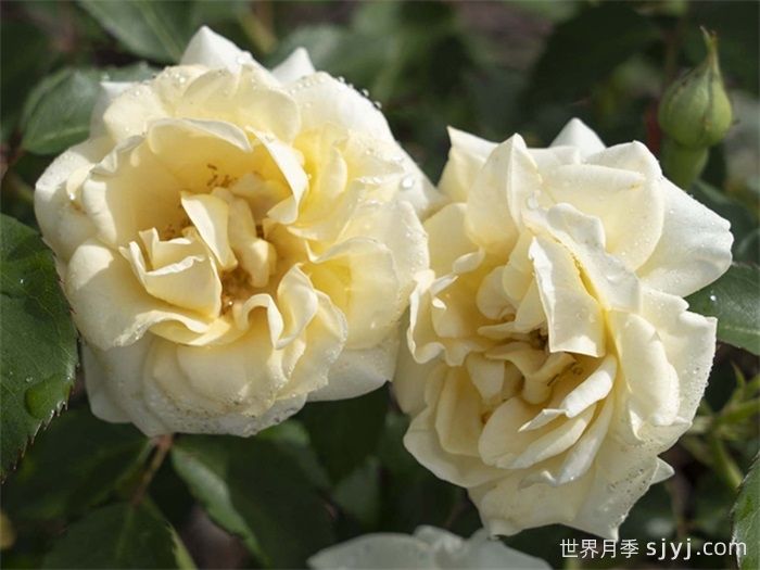 奶油漂流月季/黄油漂流Buttercream Drift(图3)