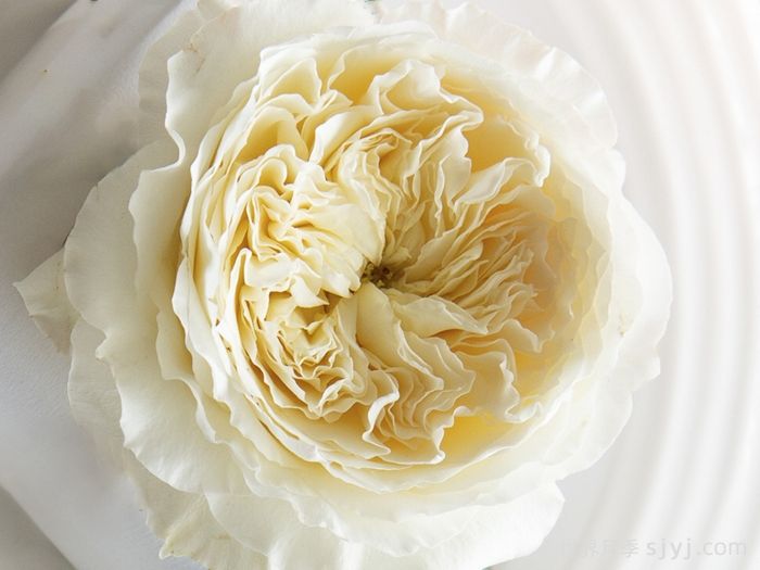 耐心月季Patience(图1)