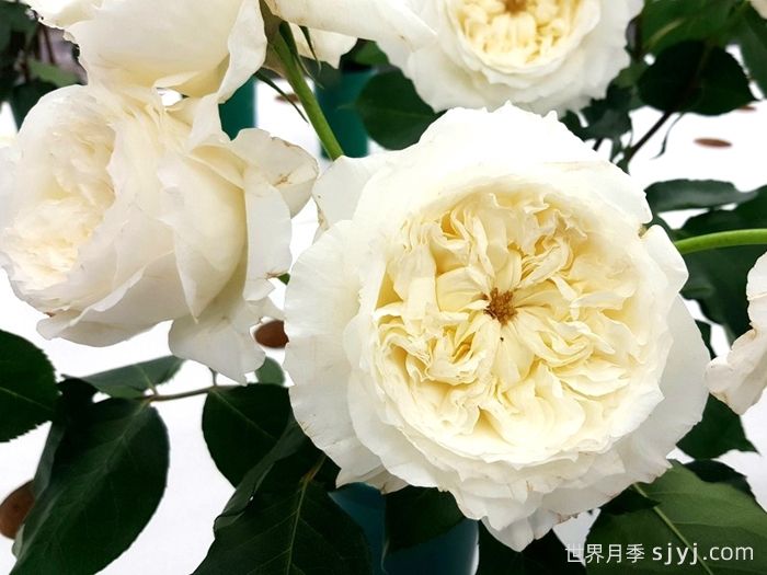 耐心月季Patience(图2)