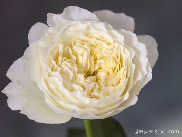 耐心月季Patience(图3)