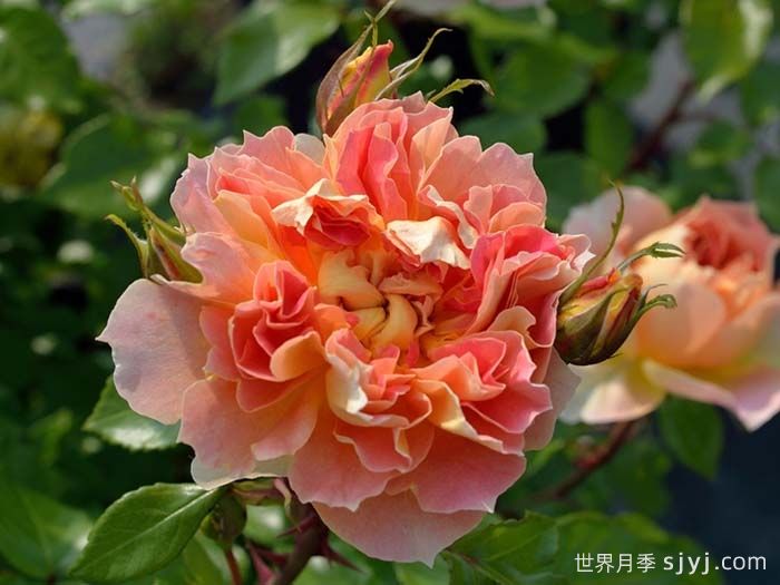 南瓜灯笼月季Lanterne Citrouille(图1)