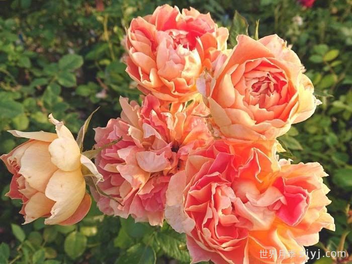 南瓜灯笼月季Lanterne Citrouille(图2)