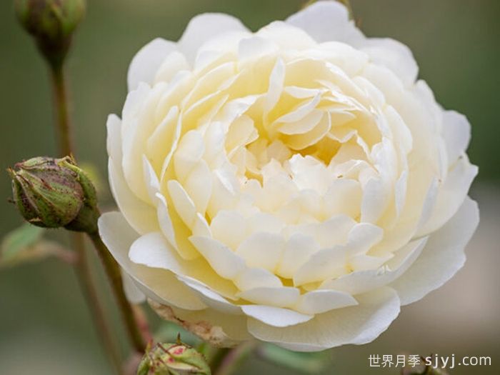 奈贝文月季/新书信Nye Brevan(图2)