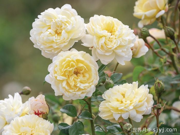 奈贝文月季/新书信Nye Brevan(图3)