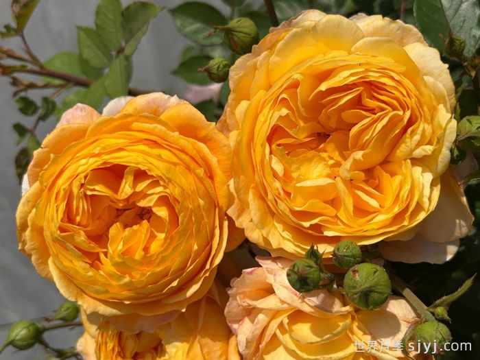 南瓜酥月季(图1)