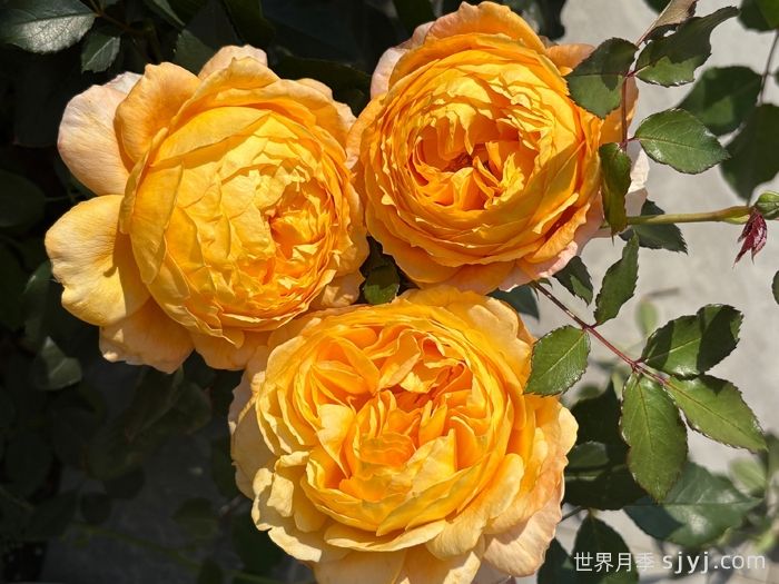 南瓜酥月季(图2)