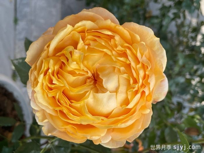 南瓜酥月季(图3)