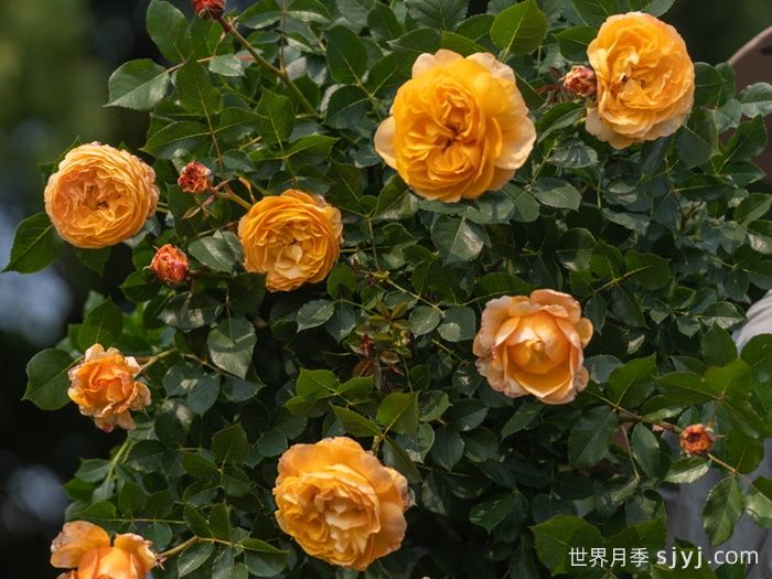 南瓜酥月季(图5)