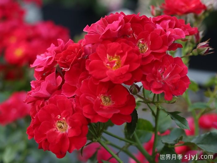 南湖薪火月季(图4)