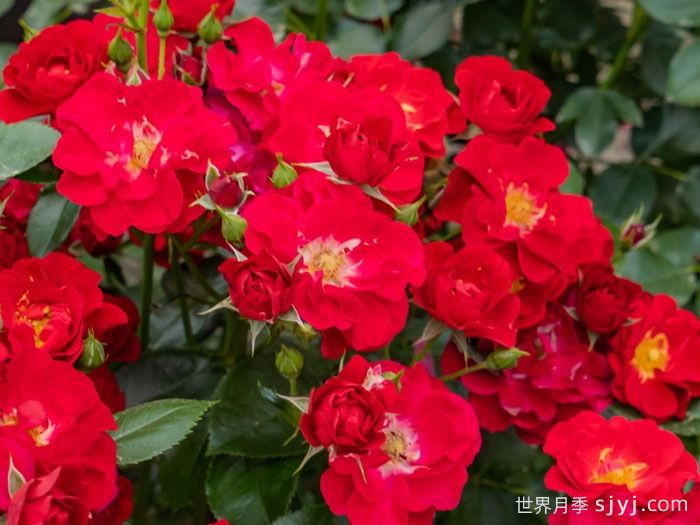 南湖薪火月季(图5)