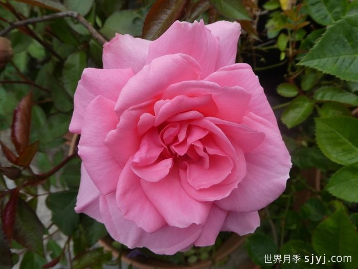 你真美丽月季/你好美/美丽的你Youre Beautiful(图2)