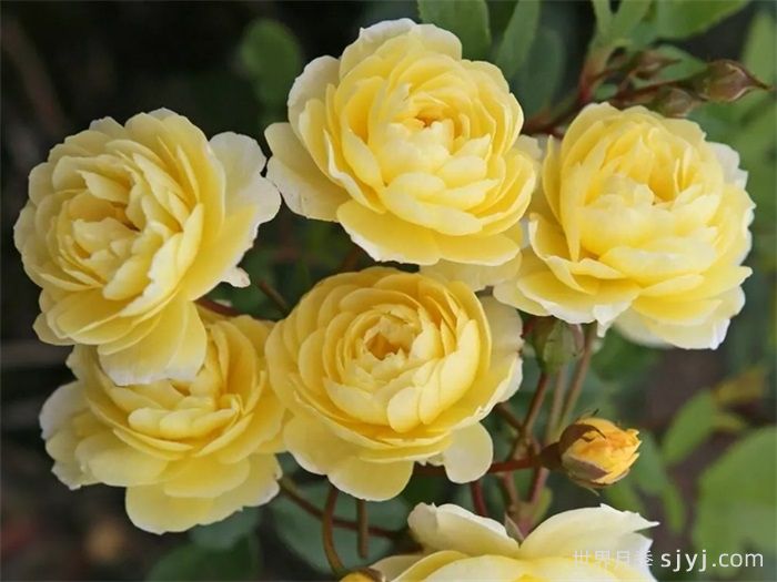 柠檬剪影月季Lemon Siluetta(图2)