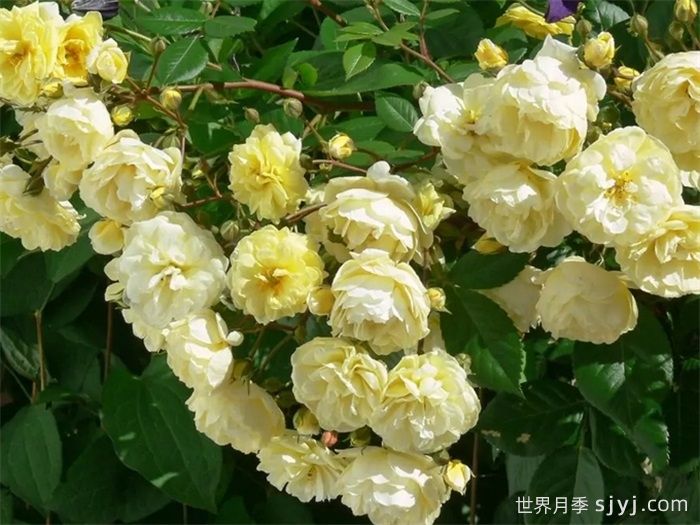 柠檬剪影月季Lemon Siluetta(图3)