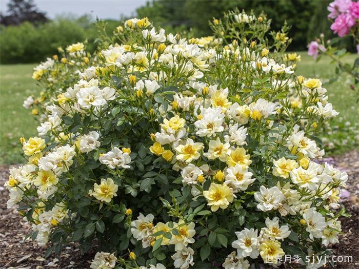 柠檬漂流月季Lemon Drift(图2)