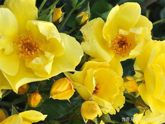 柠檬汽水月季/柠檬菲斯月季Lemon Fizz(图2)