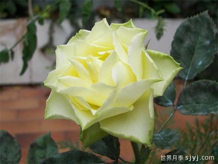 柠檬水月季Lemonade(图3)