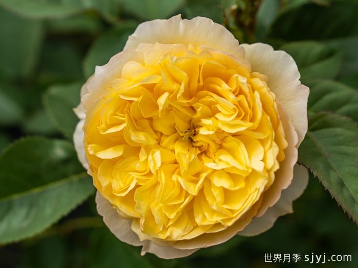 柠檬糖月季(图1)