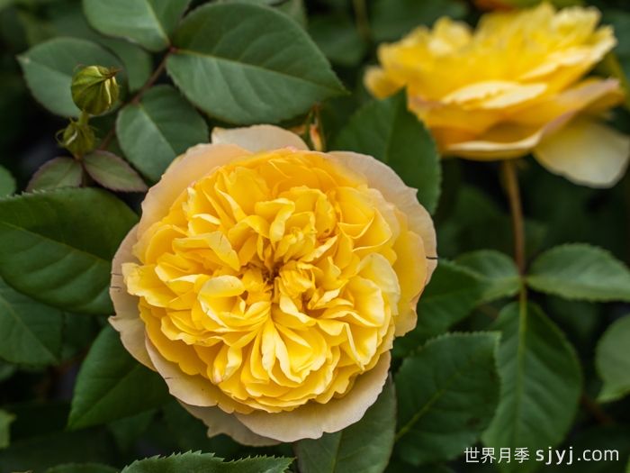 柠檬糖月季(图2)