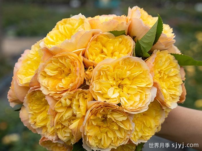 柠檬糖月季(图3)