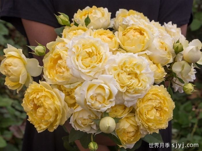 柠檬朱莉塔月季/柠檬朱丽叶塔Julieta Limoncella(图1)