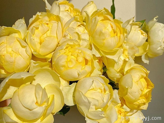 柠檬朱莉塔月季/柠檬朱丽叶塔Julieta Limoncella(图2)